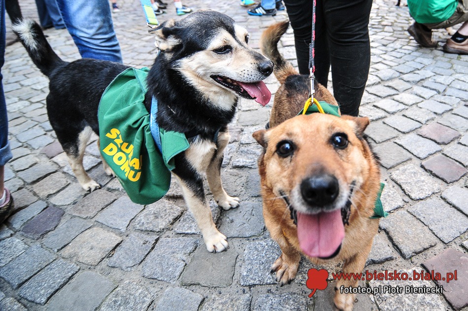 Parada bezdomnych na Rynku - galeria