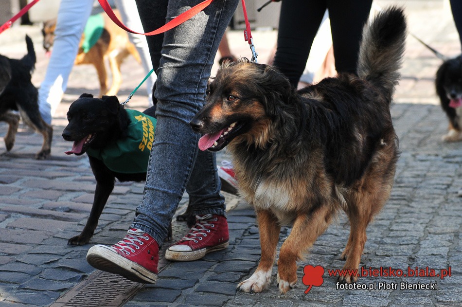 Parada bezdomnych na Rynku - galeria