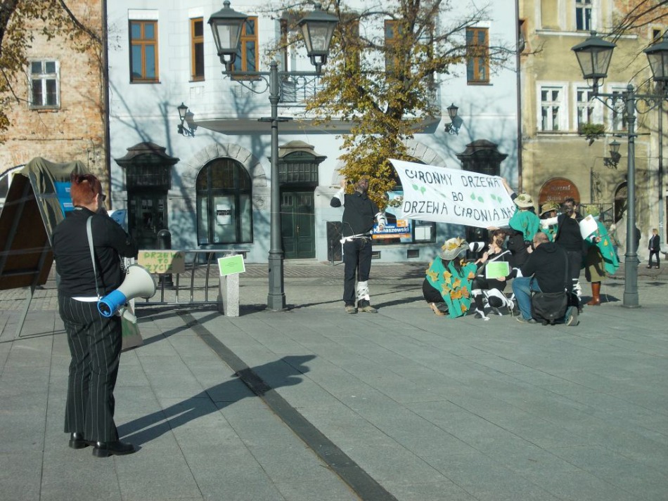 Obandażowane drzewa na Rynku - foto