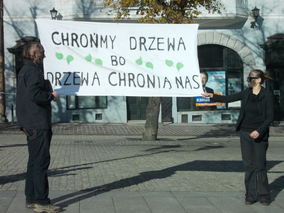 Obandażowane drzewa na Rynku - foto