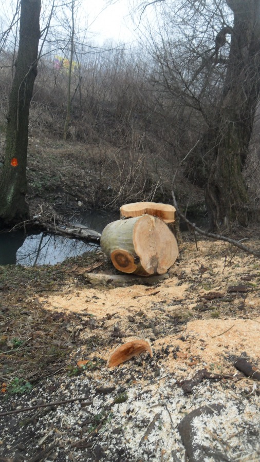 Rzeź drzew w potoku Starobielskim