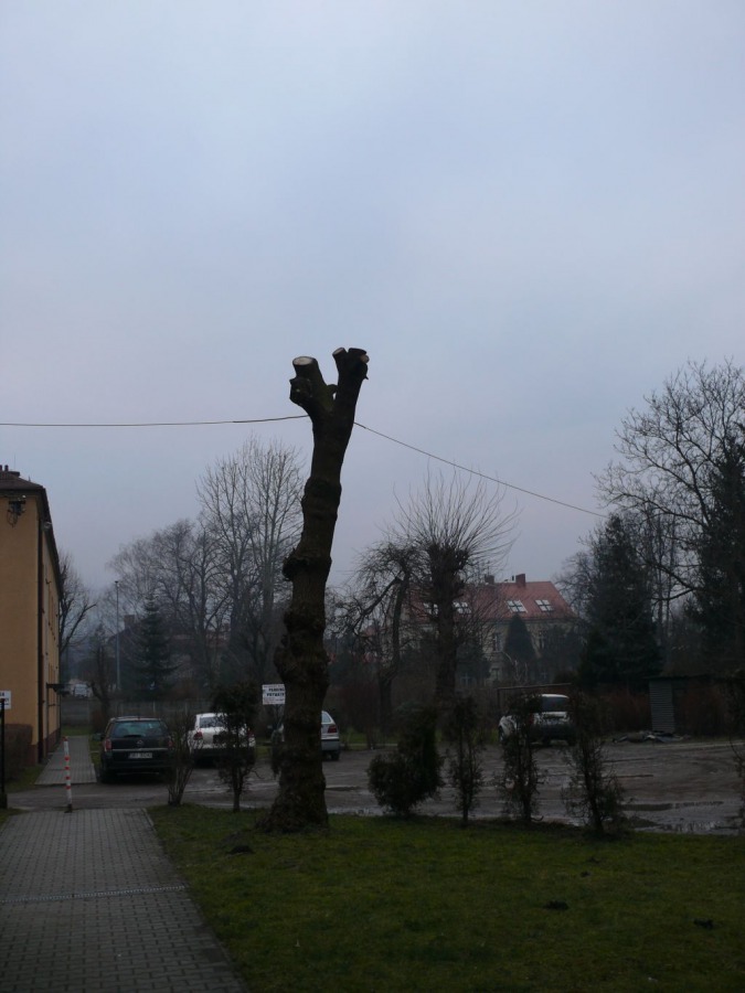Umierają bez korony