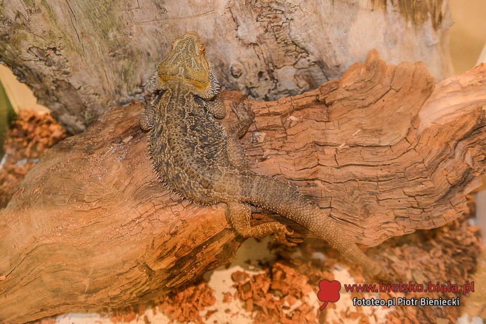 Głaskanie gada