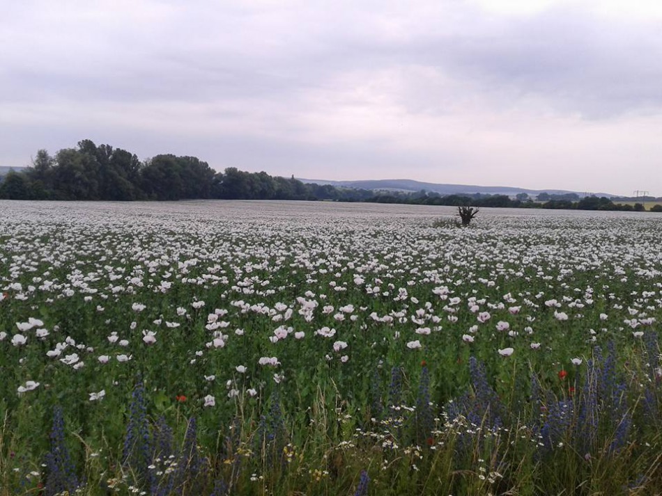 Trzy tysiące kilometrów pieszo