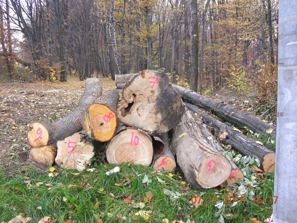 Urzędnicy urządzają las