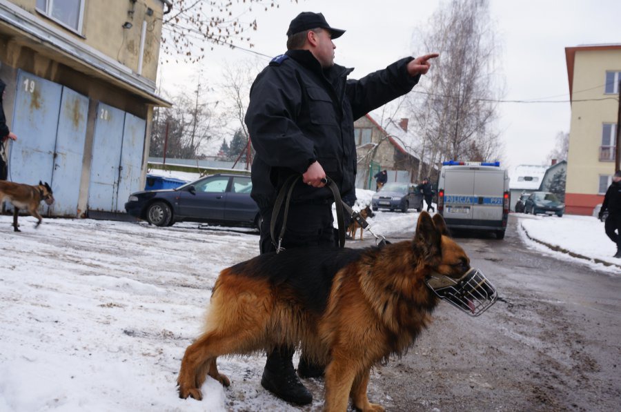 „Księżniczka” i inne psy - foto