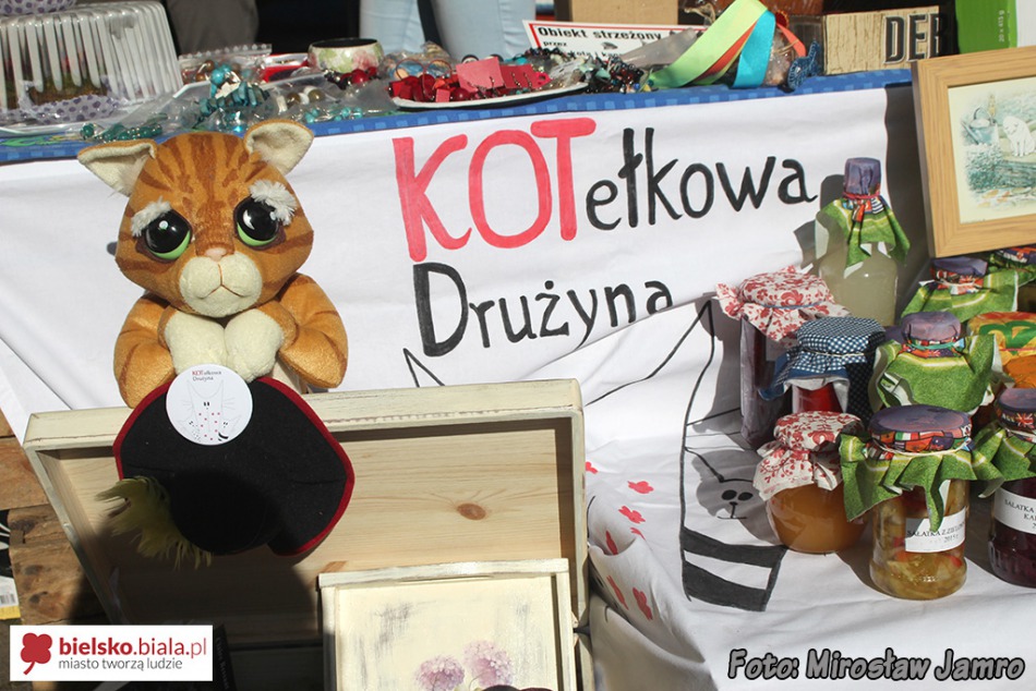 Wszystkie koty są nasze