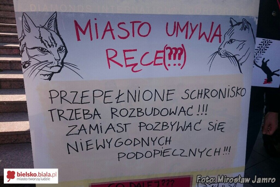 Kocia muzyka pod oknami prezydenta - foto