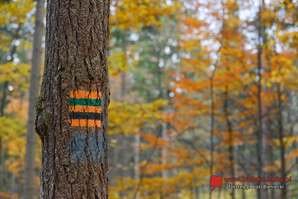 Cudna jesień