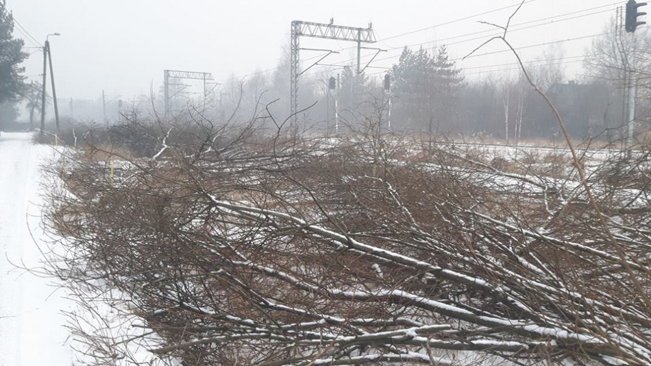 Trwa wycinka przy Międzyrzeckiej - foto