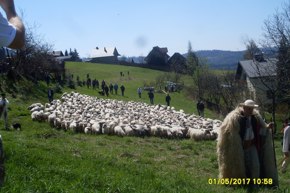 Koszą praktycznie bezgłośnie - foto