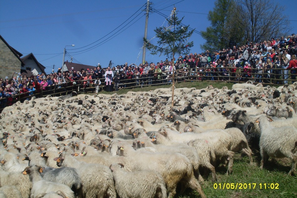 Koszą praktycznie bezgłośnie - foto