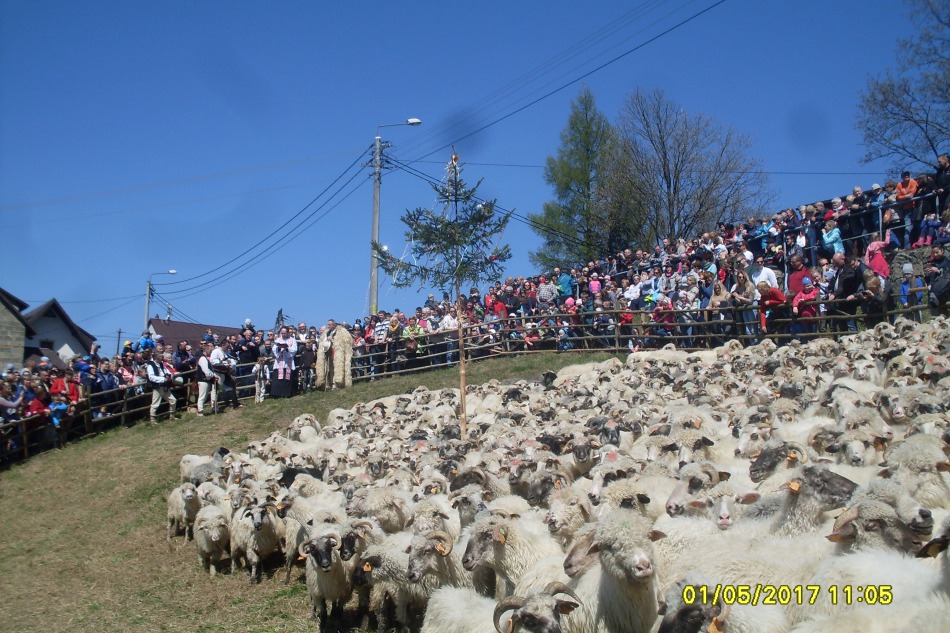 Koszą praktycznie bezgłośnie - foto