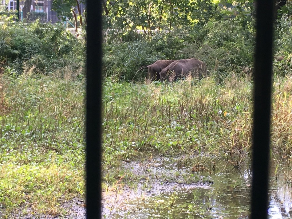 Nagonka na dziki w środku miasta - foto