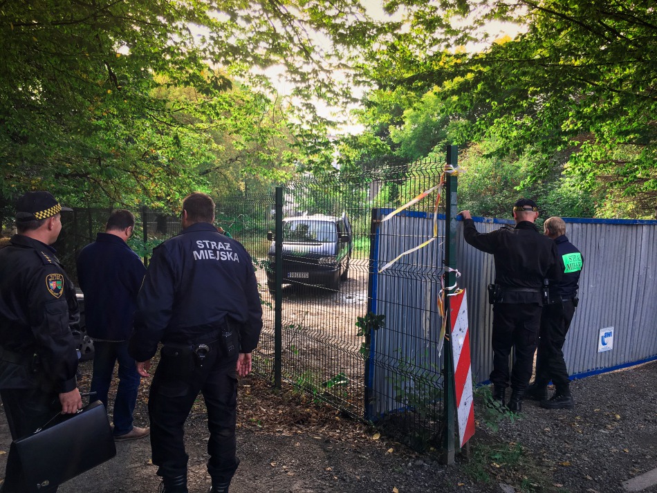 Nagonka na dziki w środku miasta - foto