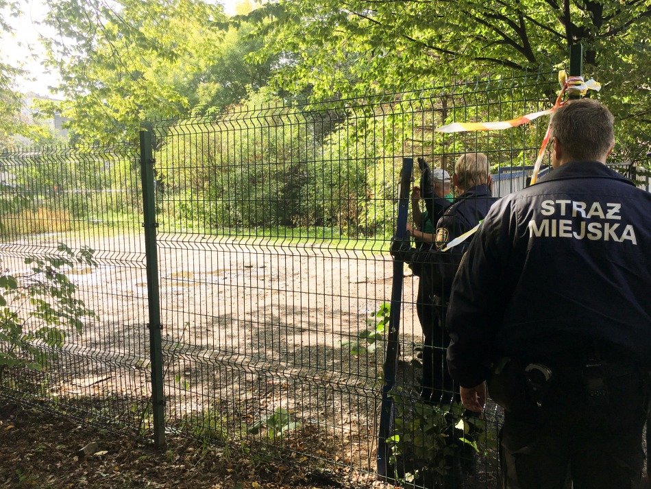 Nagonka na dziki w środku miasta - foto