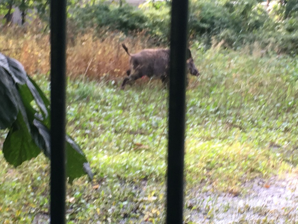 Nagonka na dziki w środku miasta - foto
