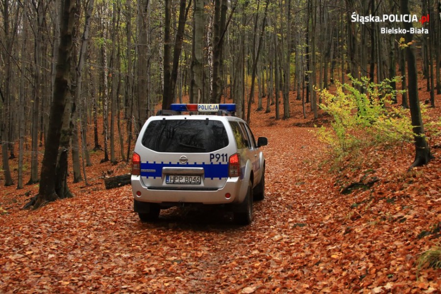 Akcja przeciw złodziejom w lesie - foto