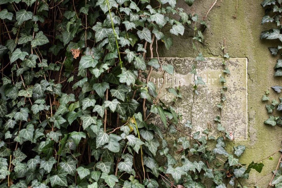 Zaniedbany cmentarz w środku miasta - foto