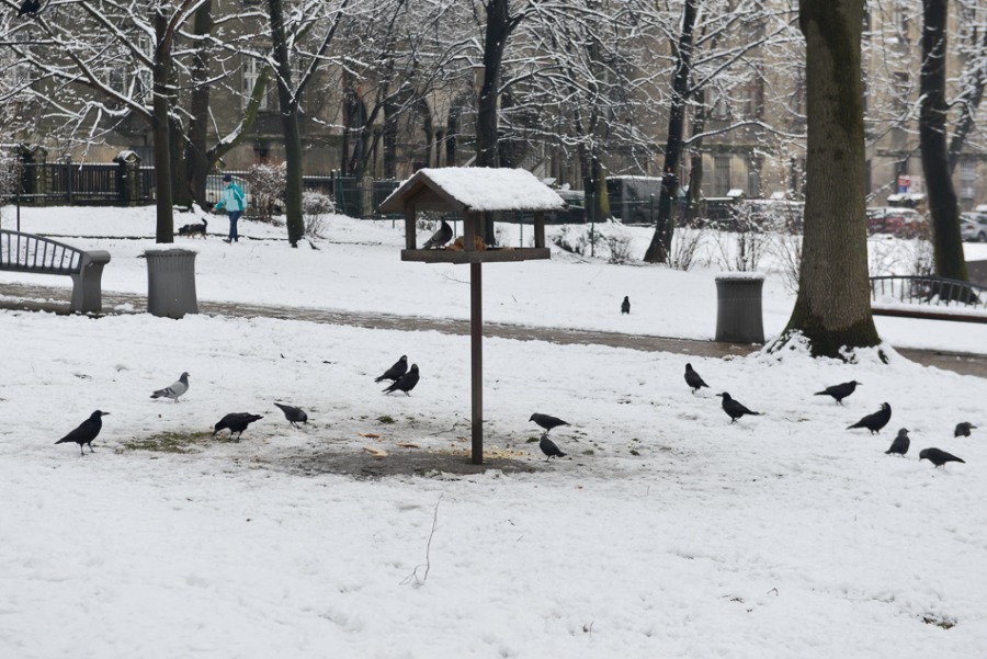 Bielsko-Biała chwilowo na biało - foto