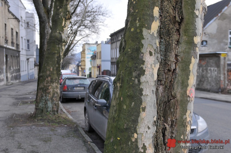 Trwa wycinka alei starych platanów w centrum - foto