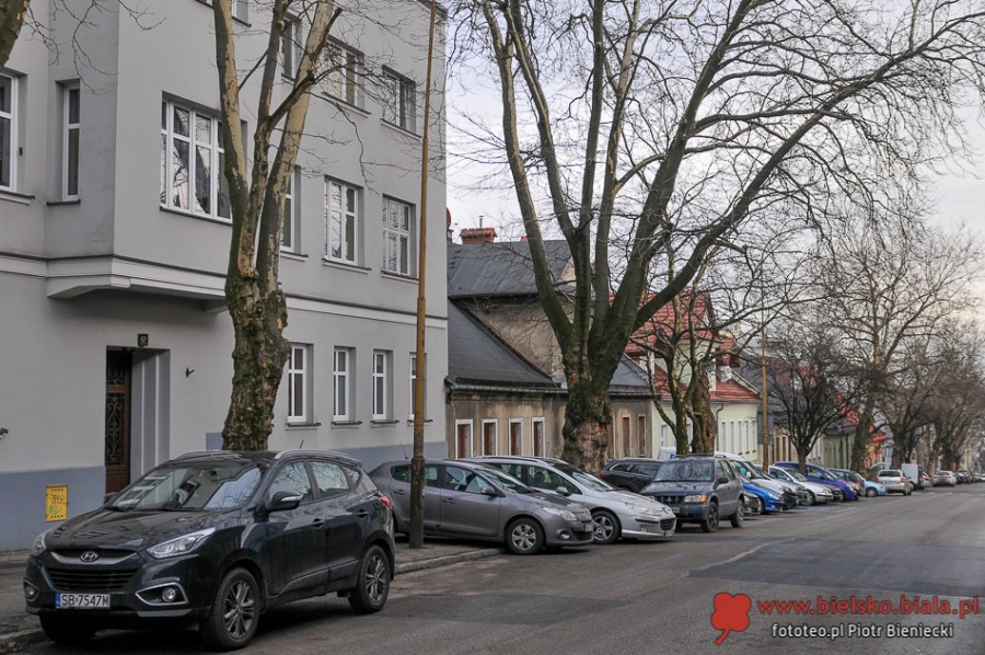 Trwa wycinka alei starych platanów w centrum - foto