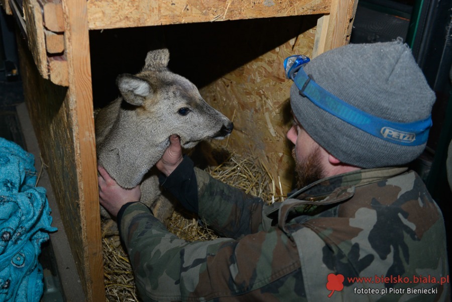 Sarna wpadła do potoku. Akcja ratunkowa - foto