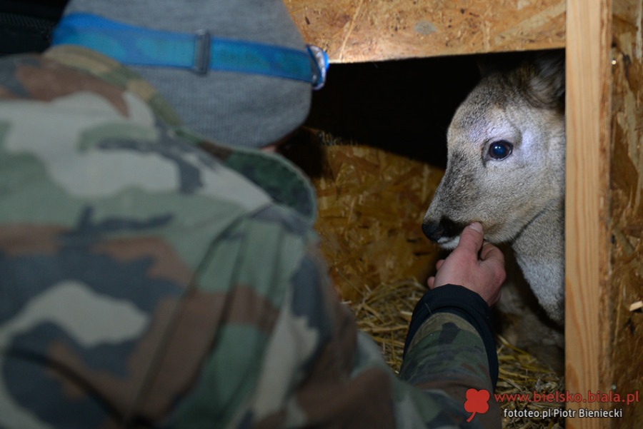 Sarna wpadła do potoku. Akcja ratunkowa - foto