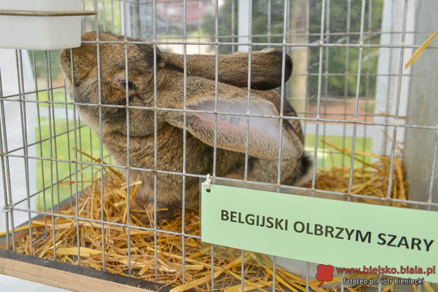 Niezwykły ogród w Bielsku-Białej. Zwiedzający są zachwyceni
