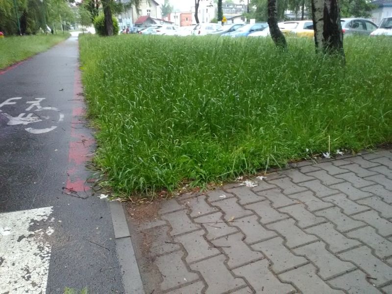 Trawa po kolana! Tak wygląda park w centrum miasta - foto