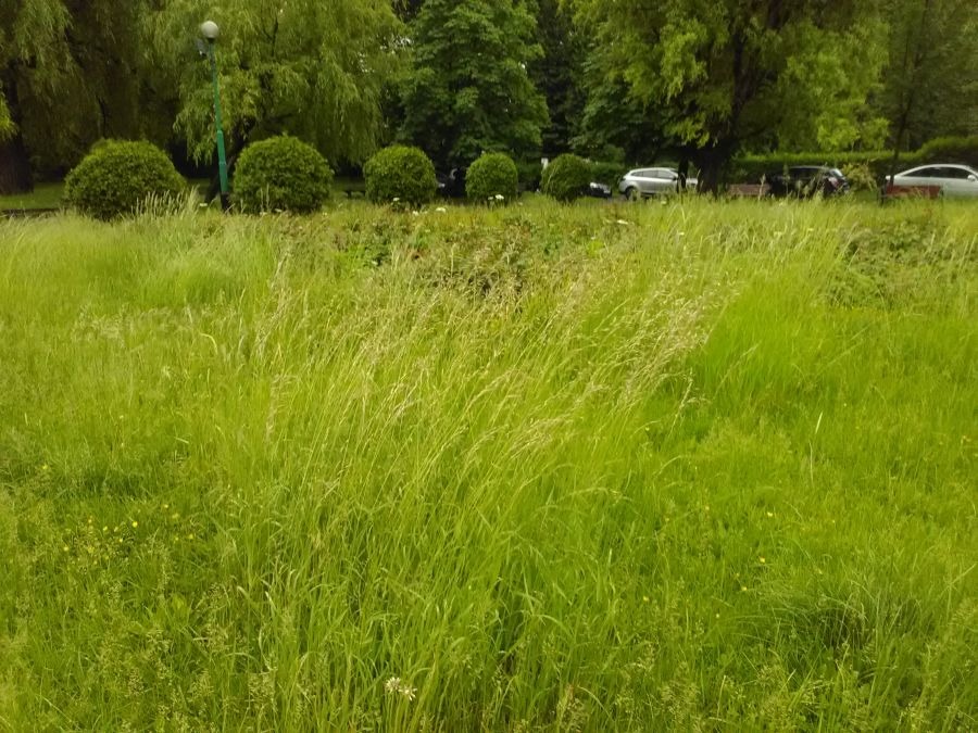 Trawa po kolana! Tak wygląda park w centrum miasta - foto
