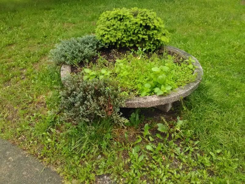 Trawa po kolana! Tak wygląda park w centrum miasta - foto