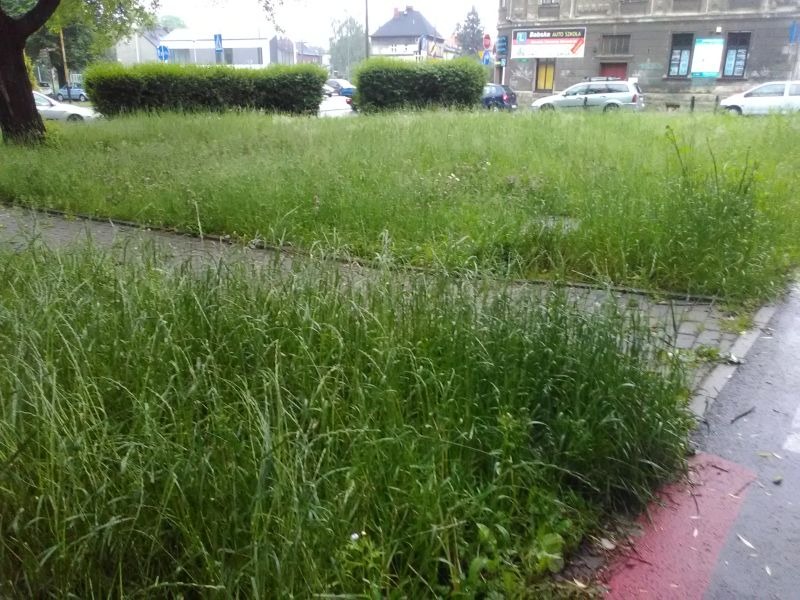 Trawa po kolana! Tak wygląda park w centrum miasta - foto
