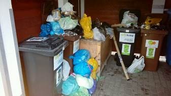 Szczury w Bielsku-Białej. Mają idealne warunki do życia