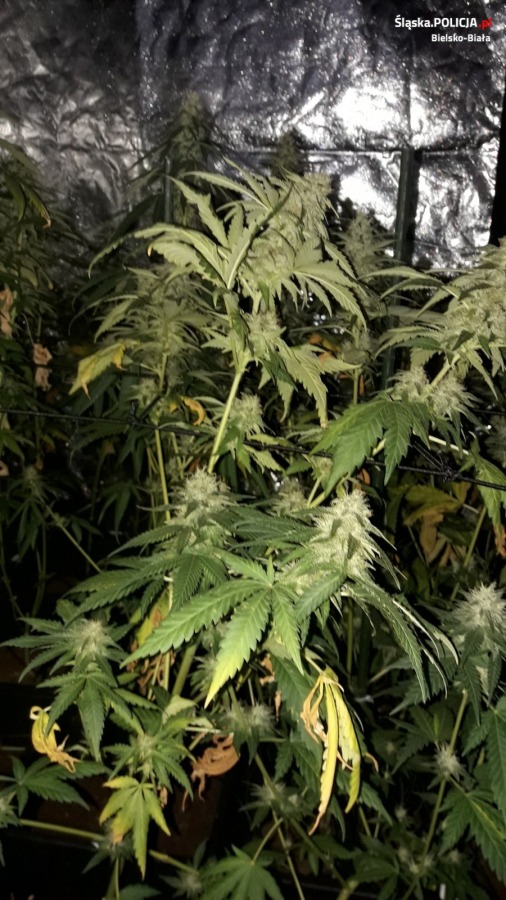Duża plantacja marihuany w środku miasta. Kocioł na placu Smolki - foto