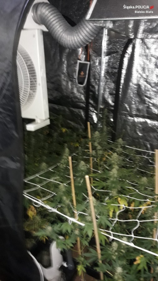 Duża plantacja marihuany w środku miasta. Kocioł na placu Smolki - foto