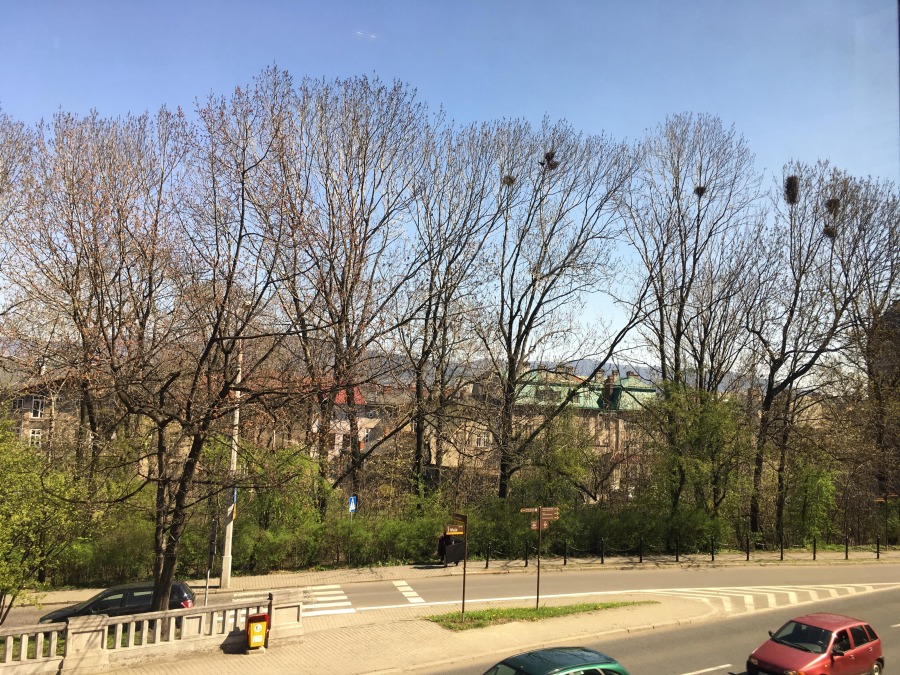 PKP chcą wyciąć drzewa w centrum miasta? Społecznicy biją na alarm - foto