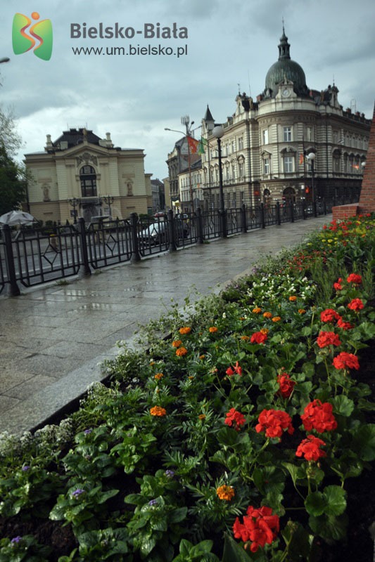 Bielsko-Biała pięknieje wiosną. Urzędnicy szykują kwietną niespodziankę! - foto