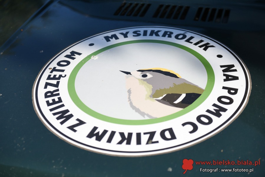 Pogotowie ratunkowe dla dzikich zwierząt. Kolejka pacjentów ustawia się od rana