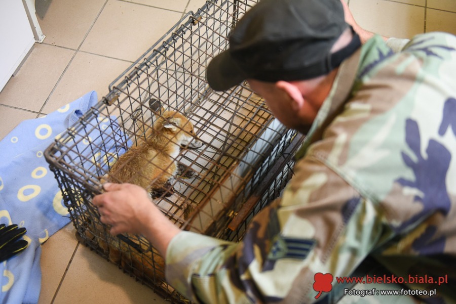 Pogotowie ratunkowe dla dzikich zwierząt. Kolejka pacjentów ustawia się od rana