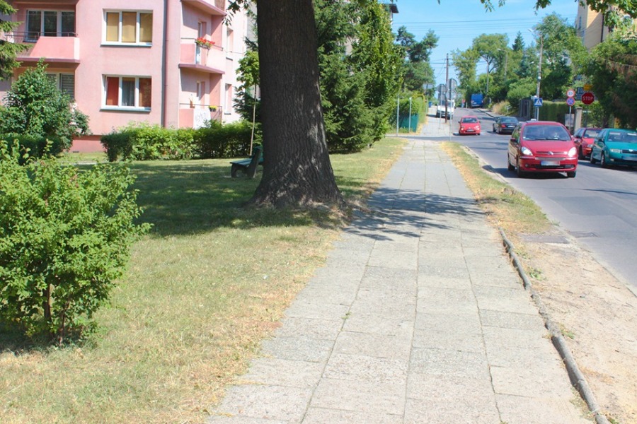 20-metrowy dąb do wycinki? W tym miejscu będą układać chodnik