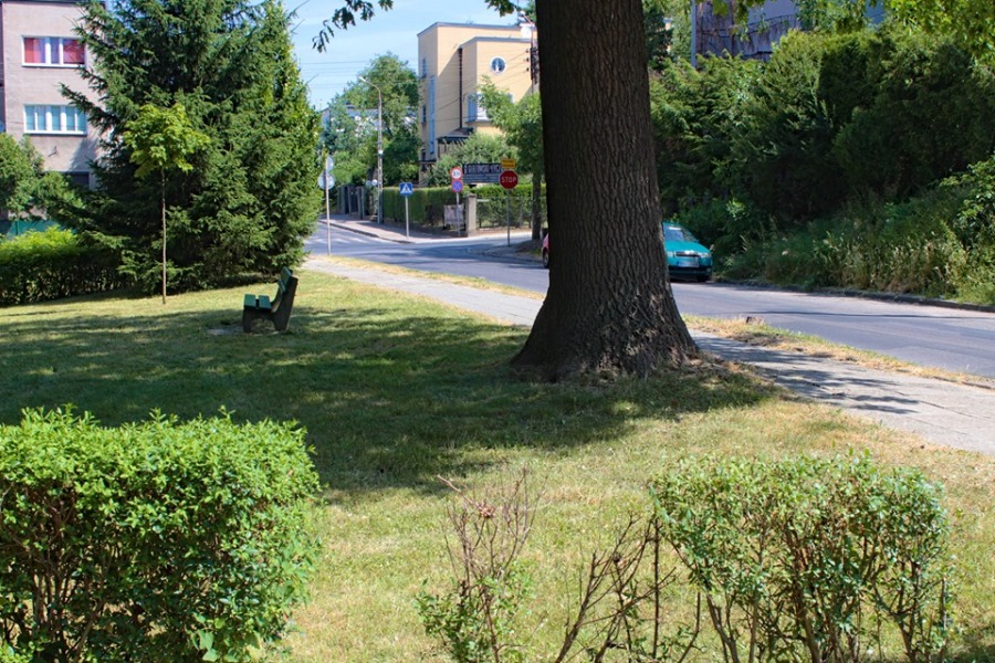 20-metrowy dąb do wycinki? W tym miejscu będą układać chodnik