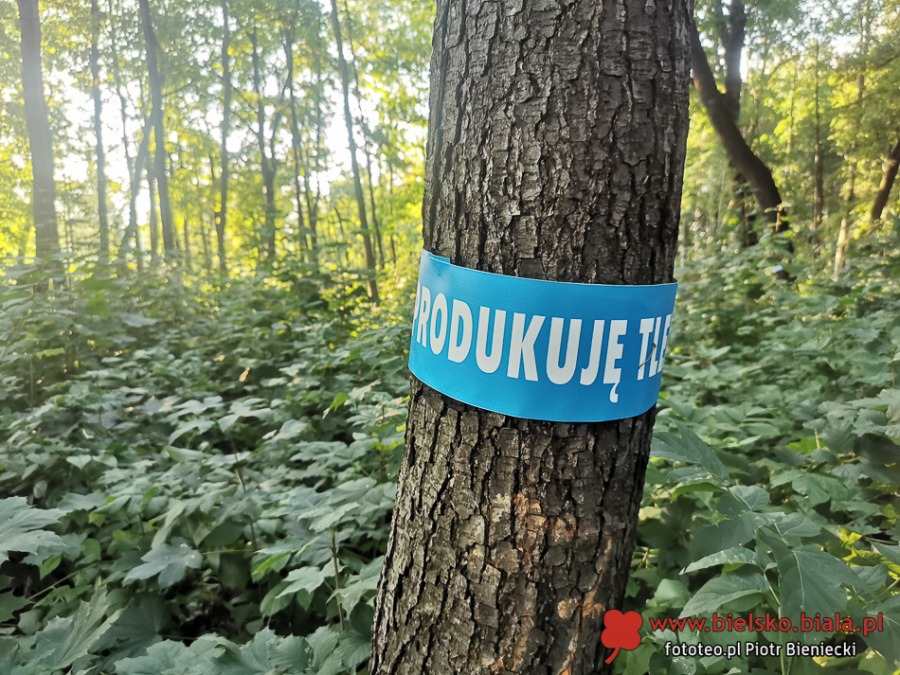 Kontrowersyjna rewitalizacja parku. Ścieżki rowerowe kosztem drzew?