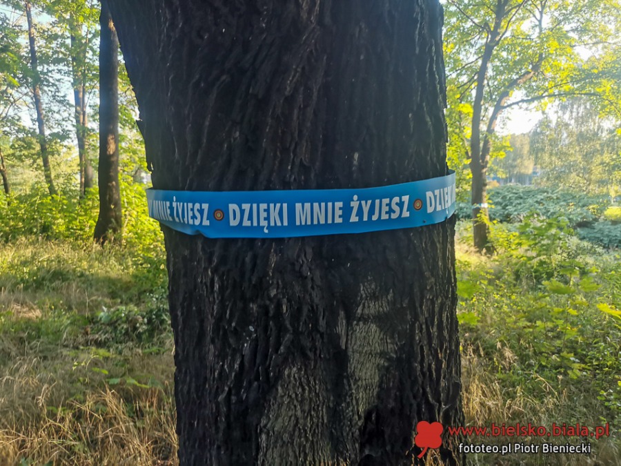 Kontrowersyjna rewitalizacja parku. Ścieżki rowerowe kosztem drzew?
