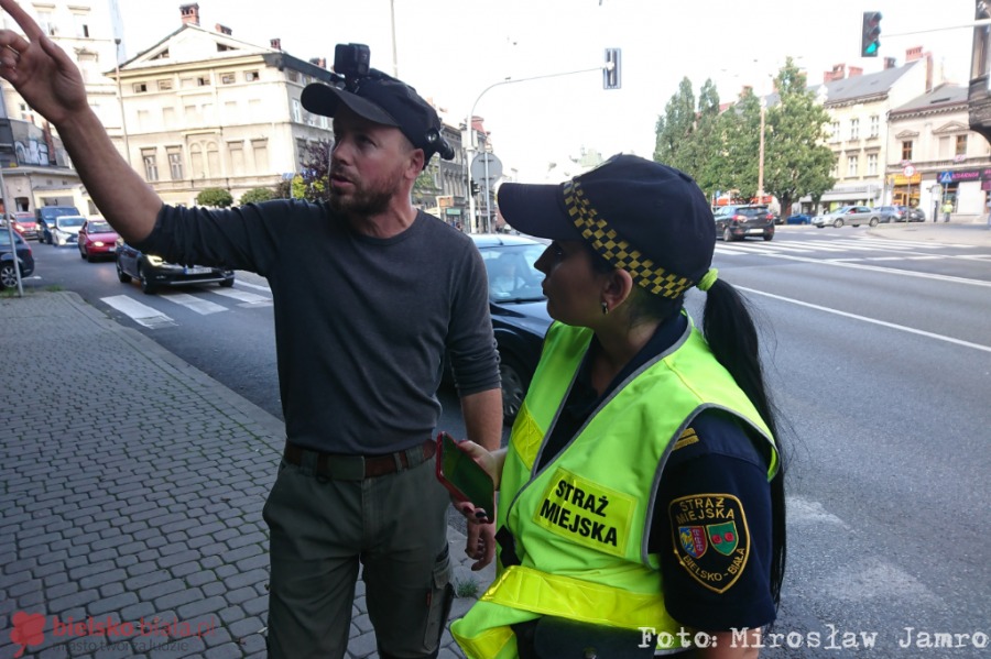 Dzikie zwierzęta odwiedzają miasto, ale przepisy nie nadążają