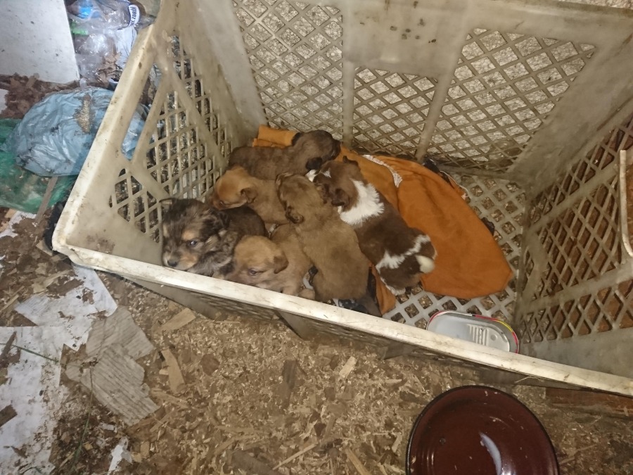 Okrucieństwo w Bielsku-Białej. "Boimy się, że ktoś wbije nam nóż w plecy"
