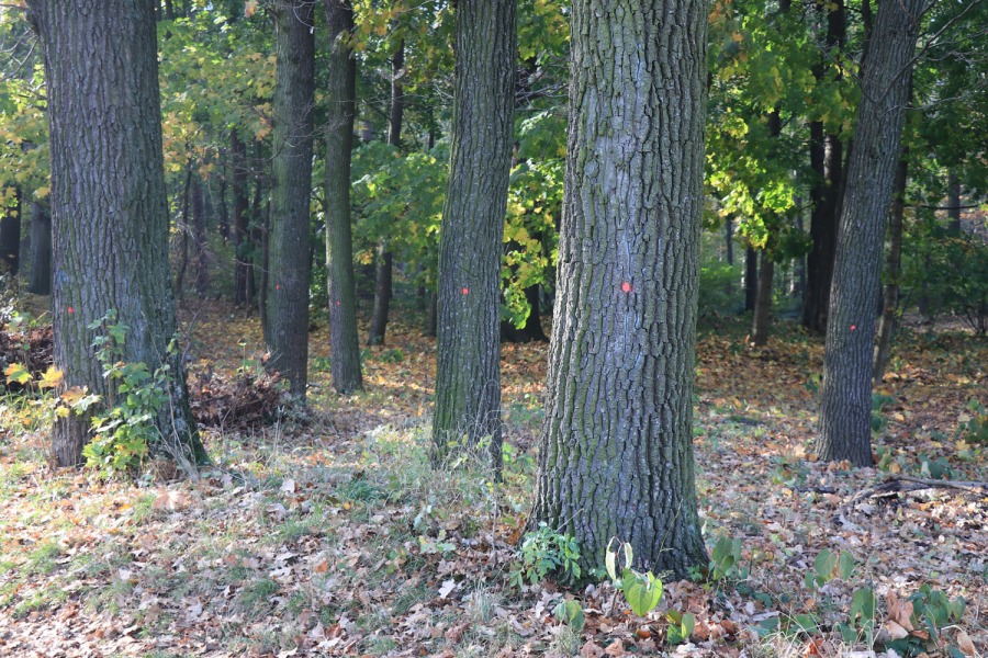 Proszą o umiar w sprawie Pocztowej. Nie chcą wycinki drzew ZDJĘCIA