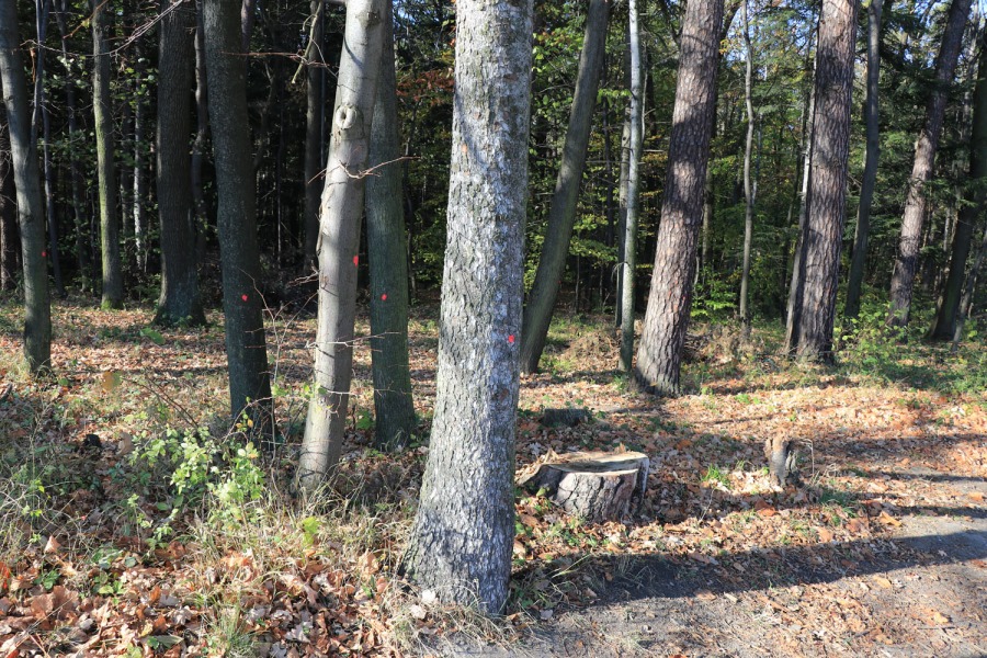 Proszą o umiar w sprawie Pocztowej. Nie chcą wycinki drzew ZDJĘCIA