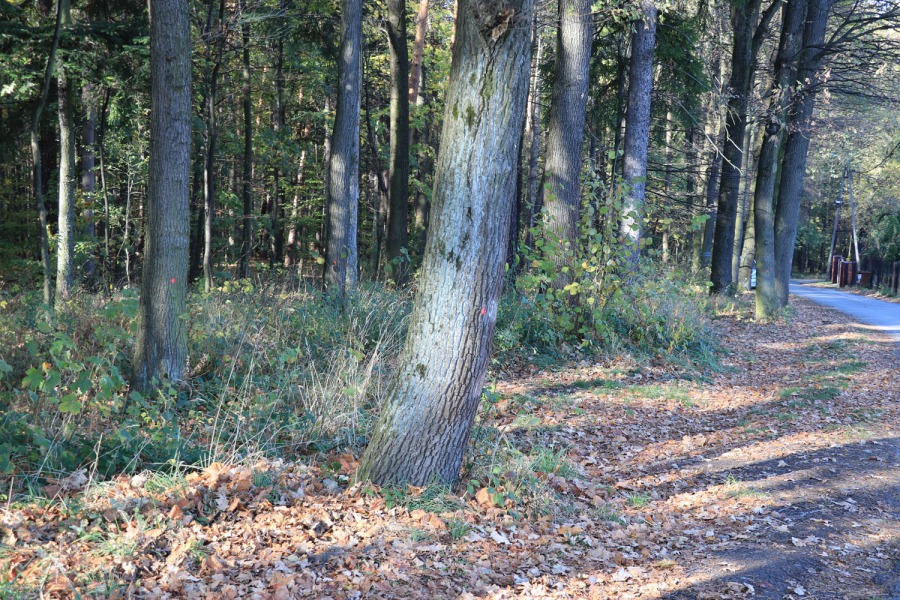 Proszą o umiar w sprawie Pocztowej. Nie chcą wycinki drzew ZDJĘCIA