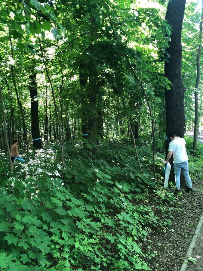 Plastikowe szarfy zostały po ekologach. Akcja sprzątania parku - foto